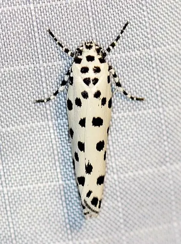 Ethmia clytodoxa - photo 5