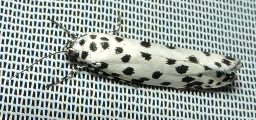 Ethmia clytodoxa - photo 7