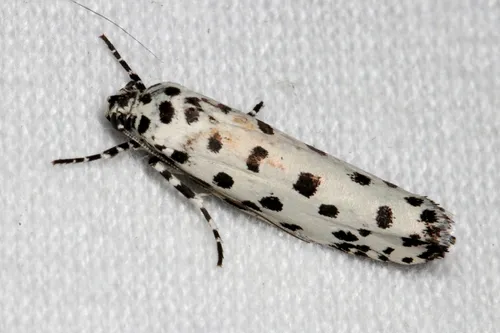 Ethmia clytodoxa - photo 8