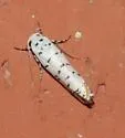 Ethmia davisella - Hodges#0993.1