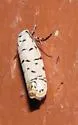Ethmia davisella - Hodges#0993.1 - photo 2