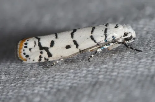 Ladder-backed Ethmia Moth
