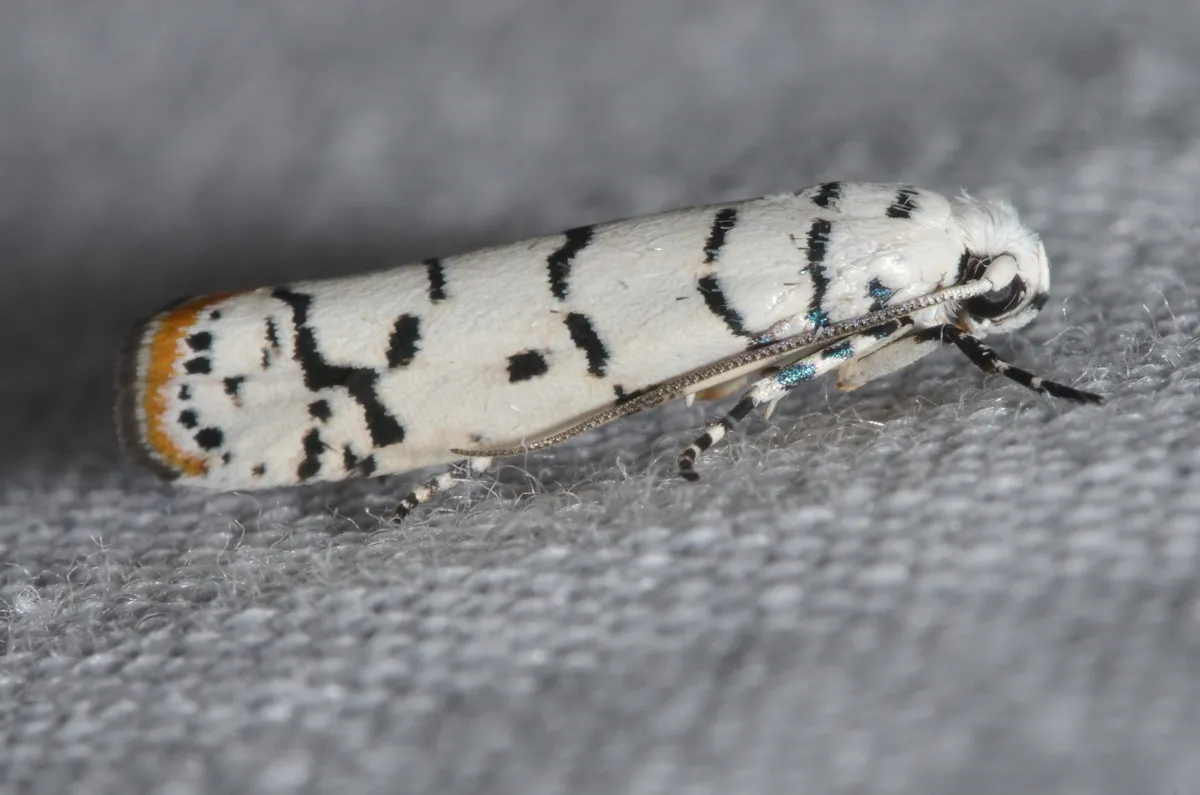 Ladder-backed Ethmia Moth - photo 3