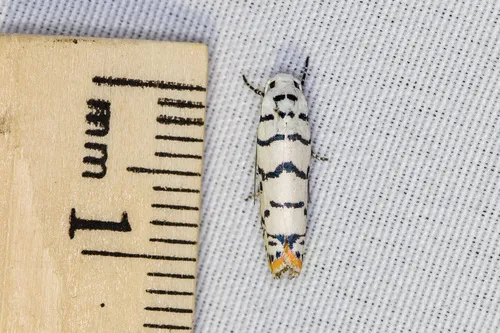 Ladder-backed Ethmia Moth - photo 5
