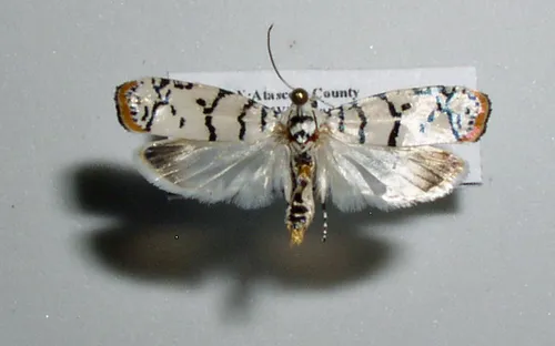 Ladder-backed Ethmia Moth - photo 6