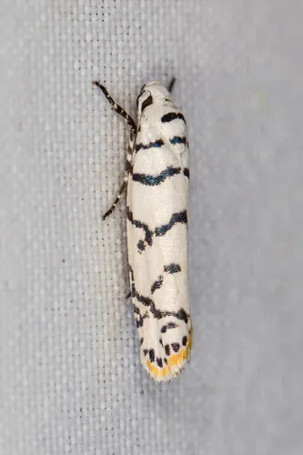 Ladder-backed Ethmia Moth - photo 7