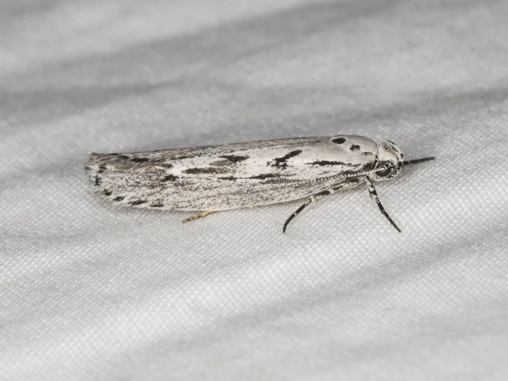Mountain-mahogany Moth - photo 2