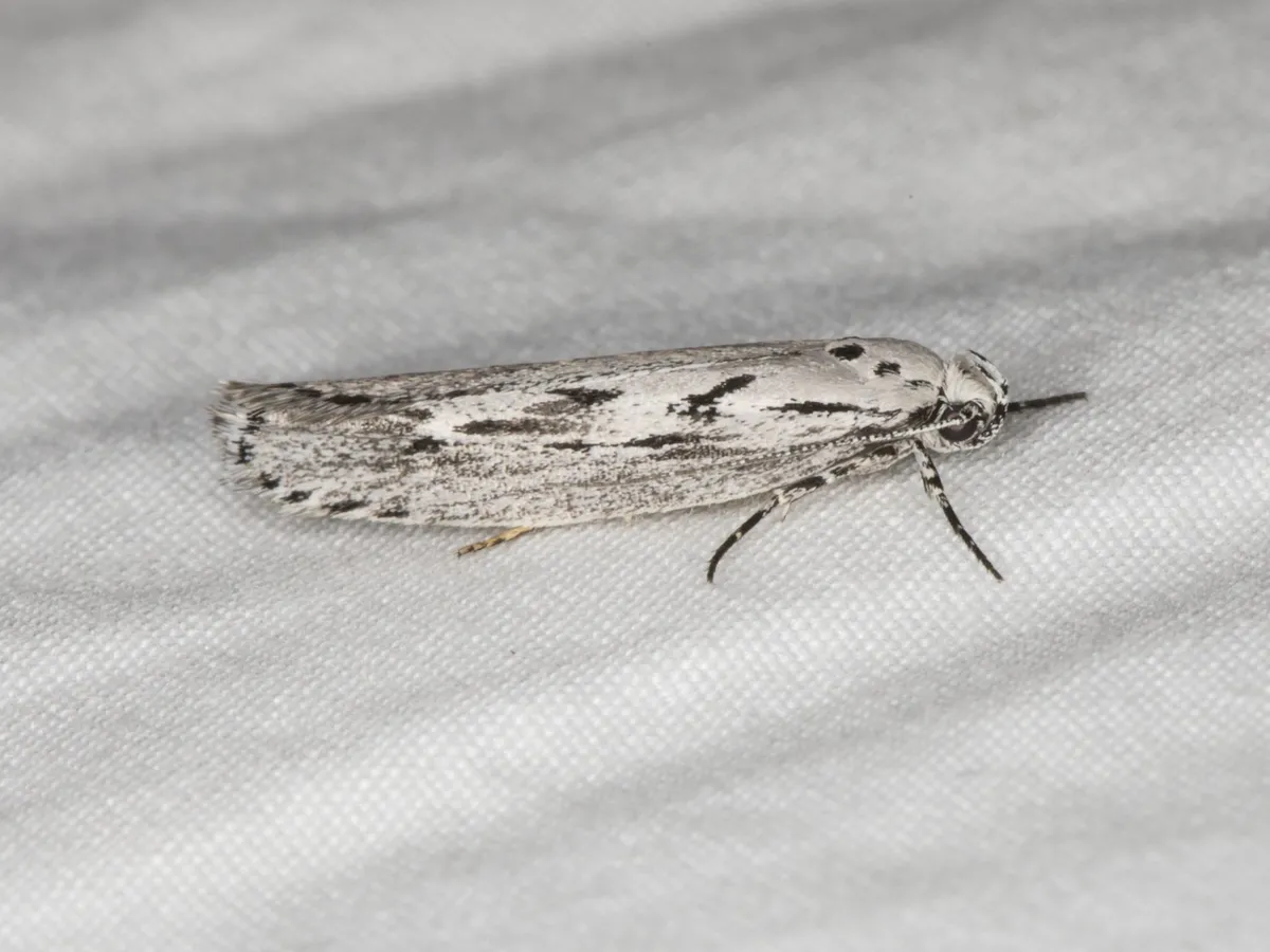 Mountain-mahogany Moth - photo 3