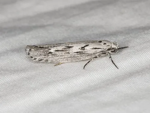 Mountain-mahogany Moth - photo 4