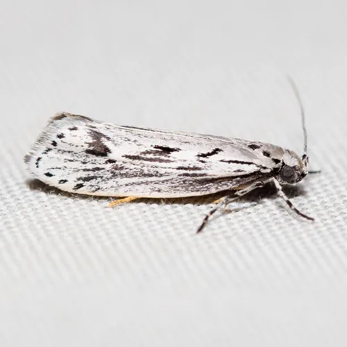 Mountain-mahogany Moth - photo 5