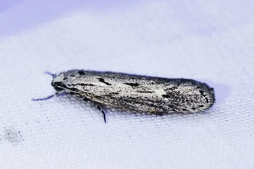 Mountain-mahogany Moth - photo 7