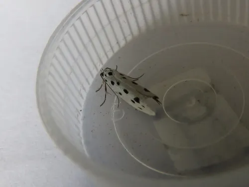 Ethmia dodecea