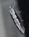 Ethmia epileuca - Hodges#0977