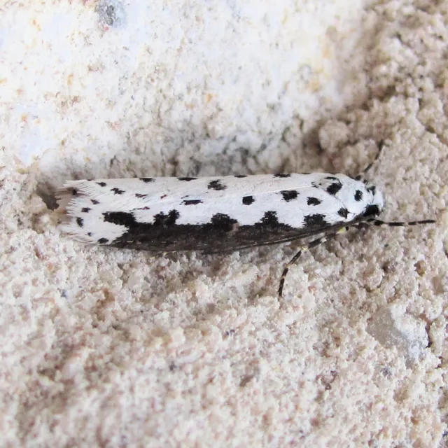 Ethmia hagenella - Hodges#0989 - photo 2