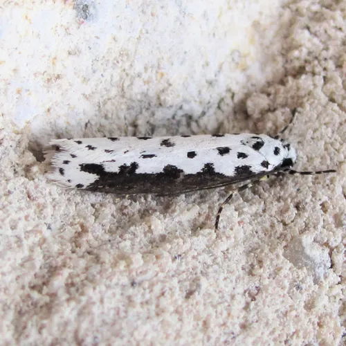 Ethmia hagenella - Hodges#0989 - photo 4