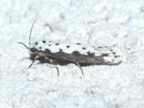 Ethmia hagenella - Hodges#0989 - photo 5