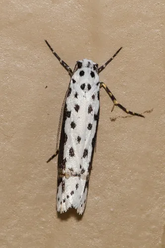 Ethmia hagenella - Hodges#0989 - photo 6
