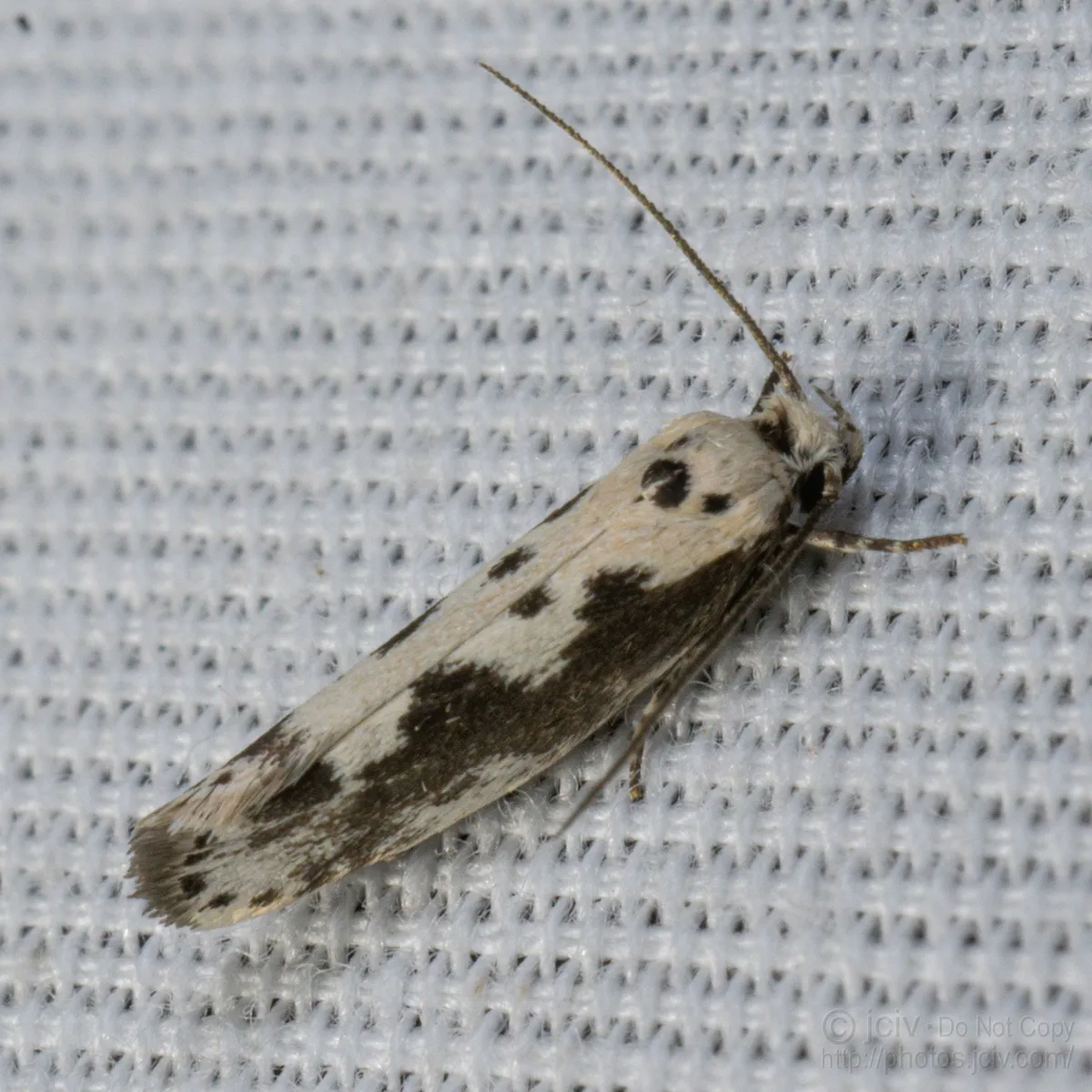 Ethmia hodgesella - Hodges#1005 - photo 3