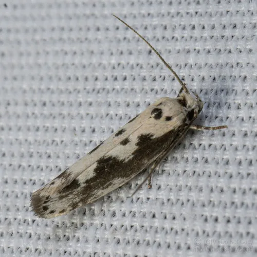 Ethmia hodgesella - Hodges#1005 - photo 4