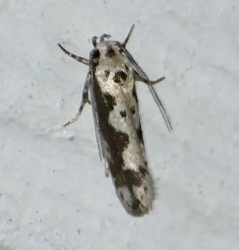 Ethmia hodgesella - Hodges#1005 - photo 5