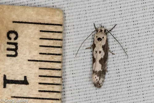 Ethmia hodgesella - Hodges#1005 - photo 6