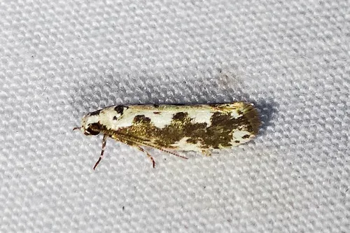 Ethmia hodgesella - Hodges#1005 - photo 7