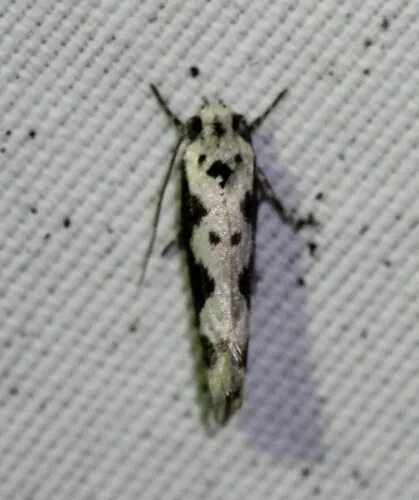 Ethmia hodgesella - Hodges#1005 - photo 8