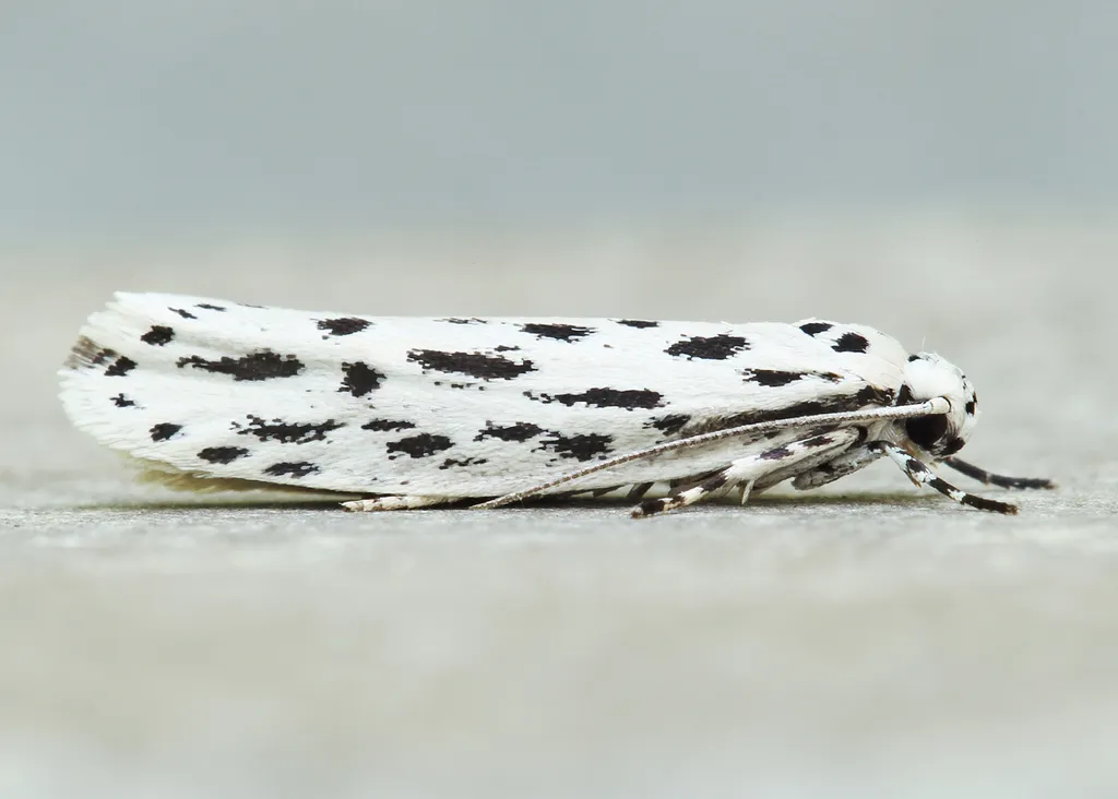 Streaked Ethmia Moth - photo 2