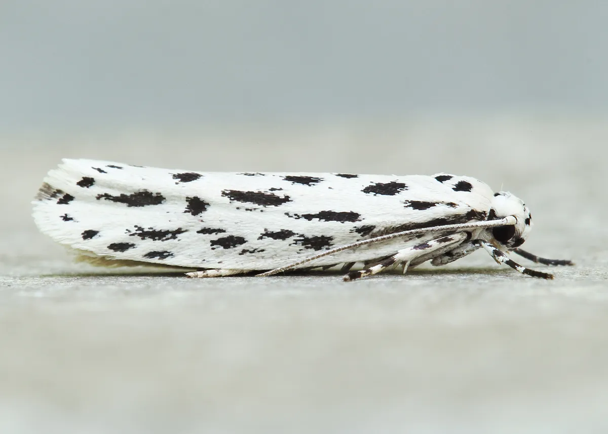 Streaked Ethmia Moth - photo 3