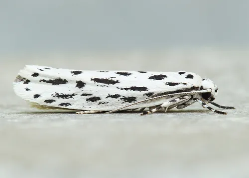 Streaked Ethmia Moth - photo 4