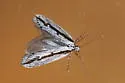 Ethmia macelhosiella - Hodges#0982