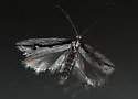 Ethmia macelhosiella - Hodges#0982 - photo 3