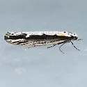 Ethmia macelhosiella - Hodges#0982 - photo 4