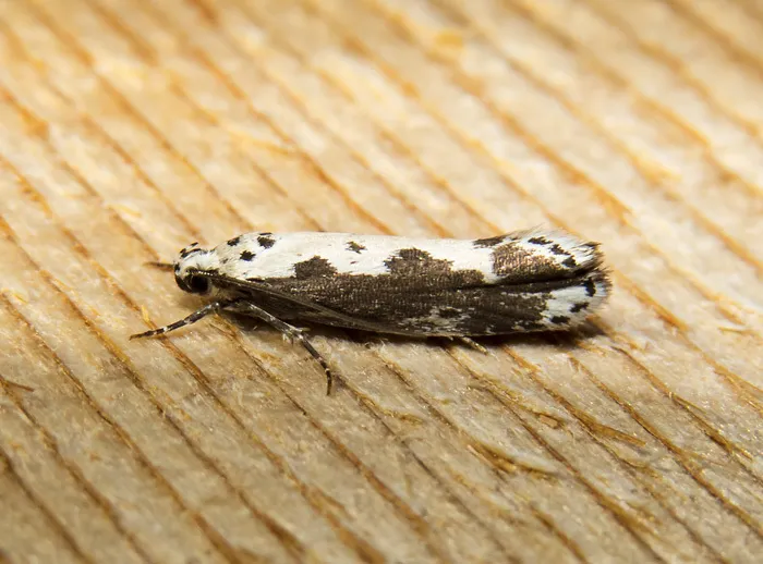 Ethmia marmorea - Hodges#1004 - photo 2