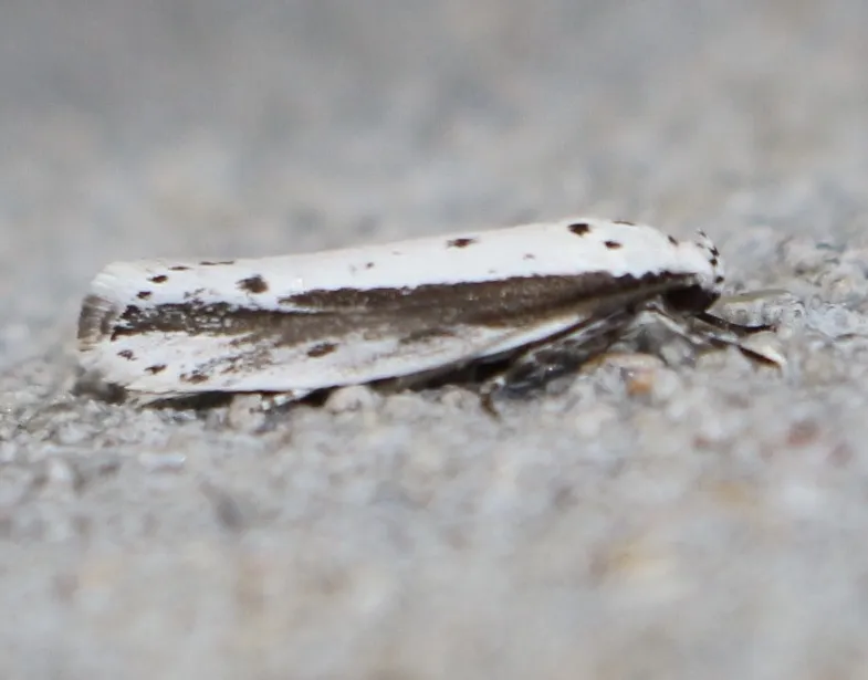 Ethmia mirusella - Hodges#1002 - photo 3