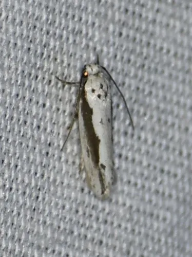 Ethmia mirusella - Hodges#1002 - photo 5