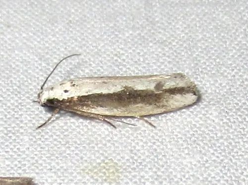 Ethmia mirusella - Hodges#1002 - photo 6