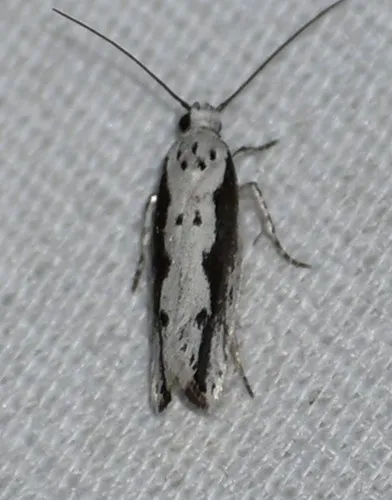 Ethmia mirusella - Hodges#1002 - photo 7