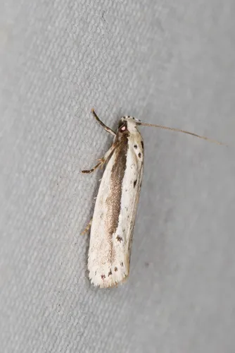 Ethmia mirusella - Hodges#1002 - photo 8