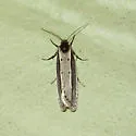 Ethmia monachella - Hodges#0965