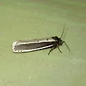 Ethmia monachella - Hodges#0965 - photo 2