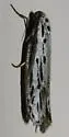 Gray Ethmia - Hodges#0987 - photo 4