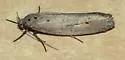 Gray Ethmia - Hodges#0987 - photo 5