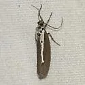 Ethmia nadia - Hodges#0974 - Ethmia nadia