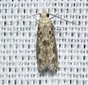 Ethmia nr. piperella - Hodges#0985.5 - photo 2