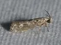 Ethmia nr. piperella - Hodges#0985.5 - photo 3
