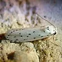 Ethmia prattiella - Hodges#1007