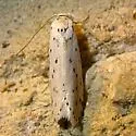 Ethmia prattiella - Hodges#1007 - photo 2