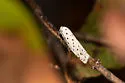Ethmia prattiella - Hodges#1007 - photo 3