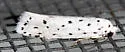 Ethmia prattiella - Hodges#1007 - photo 4